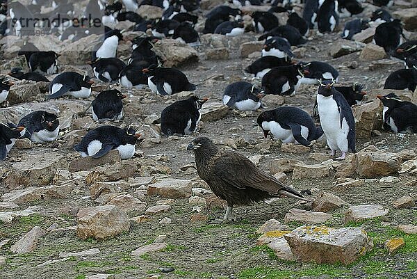 Gestreifte Karakara (Phalcoboenus australis) Falkland-Patrouillenkolonie der Rockhopper-Pinguine