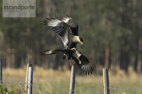 Northern Crested Caracara (Caracara cheriway) erwachsenes Paar  Paarung am Zaunpfahl  Lake Kissimmee  Florida (U.) S. A