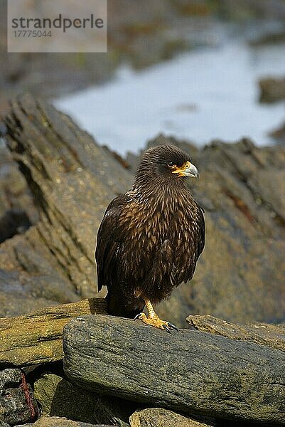 Gestreifter Karakara (Phalcoboenus australis) Falkland-Vogel Erwachsene Vögel auf Felsen