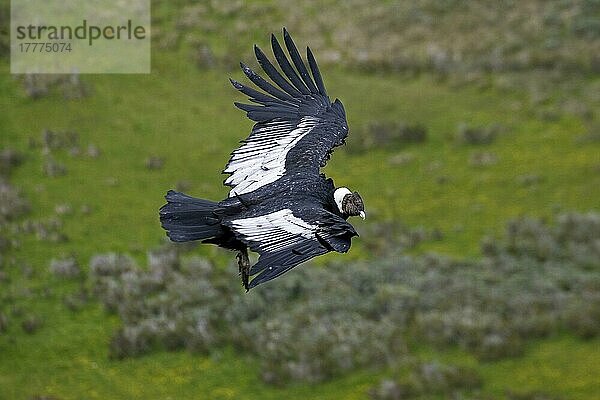 Andenkondor (Vultur gryphus) erwachsen  auf der Flucht