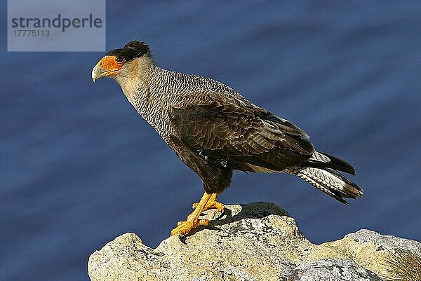 Hauben-Karakara (Caracara plancus) erwachsen auf Klippen  Carcass Island  West-Falkland