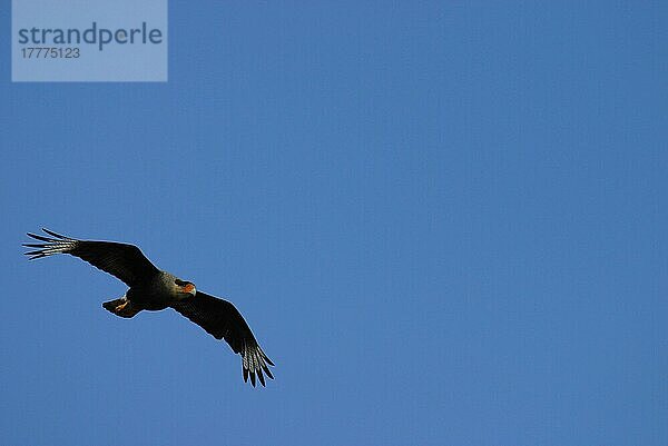 Schopfkarakara (Caracara plancus) auf Felsen ruft erwachsenes Fliegen