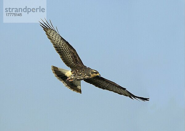 Schneckenweihe  Schneckenweihen  Greifvögel  Tiere  Vögel  Snail Kite (Rostrahamus sociabilis) adult female  in flight  Florida (U.) S. A