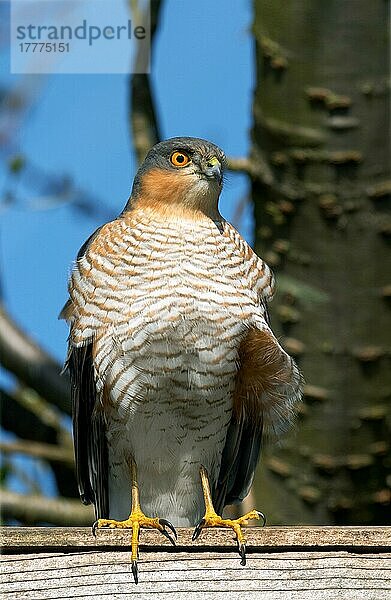 Eurasischer Sperber (Accipiter nisus)  erwachsenes Männchen auf Gartenzaun  Cumbria  England  Großbritannien  Europa