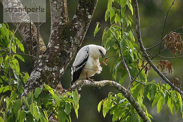 Weißer Falke (Leucopternis albicollis)  adult  sich putzend  auf einem Ast eines Baumes sitzend  Costa Rica  Februar  Mittelamerika