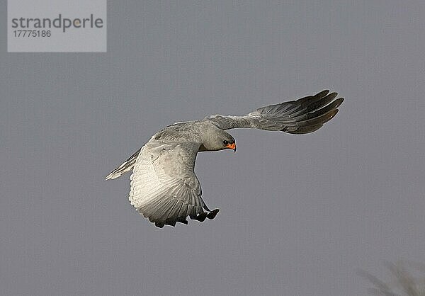 Bleicher Sprechhabicht (Melierax canorus)  erwachsen  im Flug  Namibia  Afrika