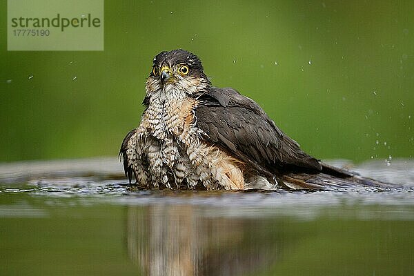 Sperber (Accipiter nisus)  erwachsenes Männchen  baden im Waldbecken  Ungarn  Frühsommer  Europa