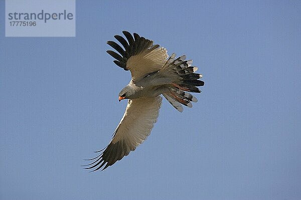 Bleicher Sprechhabicht (Melierax canorus)  erwachsen  im Flug  Namibia  Afrika