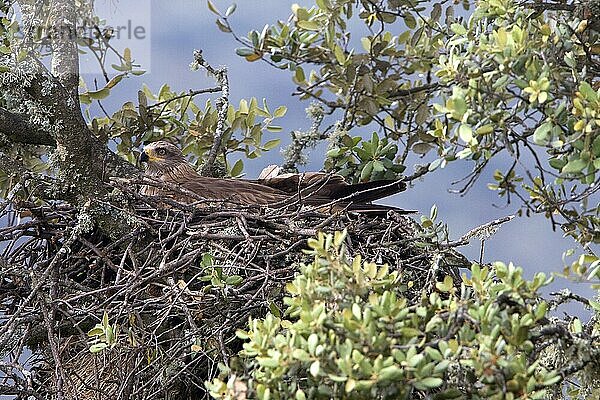Schwarzmilan (Milvus migrans) adult  brütende Eier im Nest  in Steineiche (Quercus ilex)  Extremadura  Spanien  April  Europa