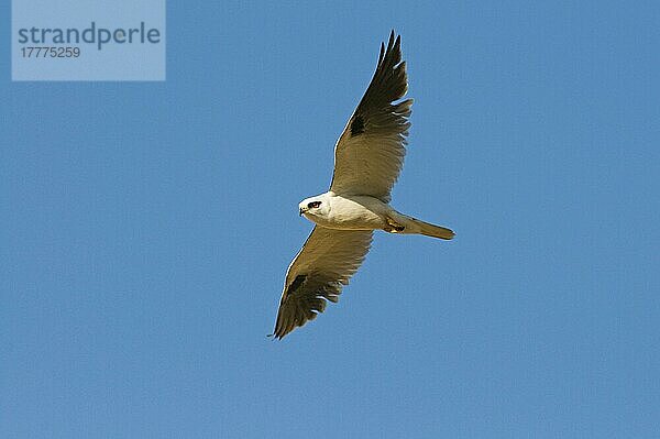 Australischer Gleitaar  Australische Gleitaare  Greifvögel  Tiere  Vögel  Australian Black-shouldered Kite (Elanus axillaris) adult  in flight  Queensland  Australia