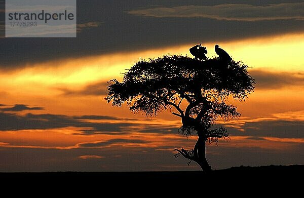 Lappengestreifter Geier (Torgos tracheliotus)  Silhouette eines Paares im Baum bei Sonnenaufgang  Masaii Mara  Kenia  Afrika