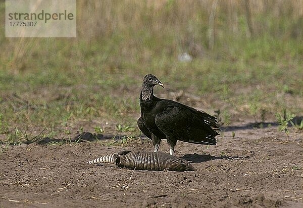 Rabengeier (Coragyps atratus)  Geier  Greifvögel  Tiere  Vögel  Black Vulture Feeding on Armadillo  Florida