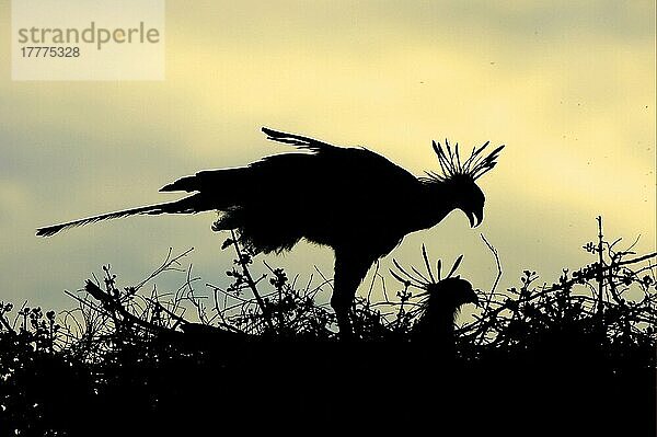 Sekretär (Sagittarius serpentarius)  Greifvögel  Tiere  Vögel  Secretary-bird adult pair  at nest  Silhouette at sunset  Masai Mara  Kenya