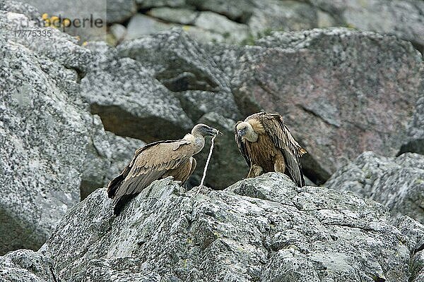 Gänsegeier (Gyps fulvus)  erwachsenes Paar  bietet Zweig für Nistmaterial an  sitzt auf Felsen  Extremadura  Spanien  Marsch  Europa