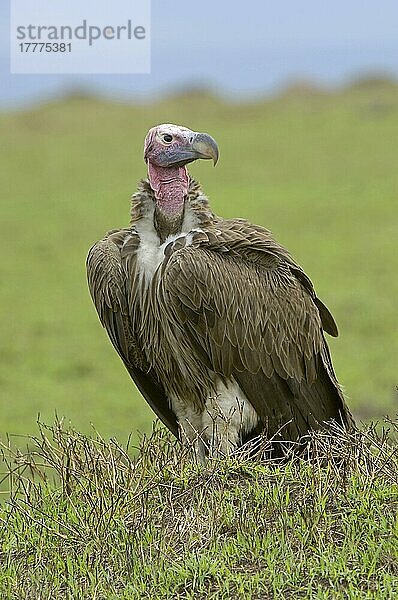 Lappengesichtgeier (Torgos tracheliotus) erwachsen  stehend am Boden  Masai Mara  Kenia  Afrika