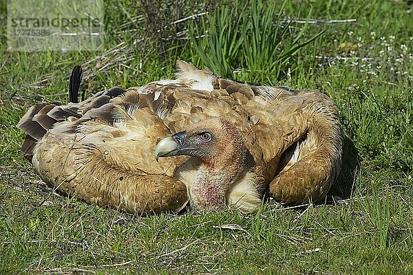 Ausgewachsener Gänsegeier (Gyps fulvus)  am Boden rastend  Segovia  Kastilien und León  Spanien  Europa