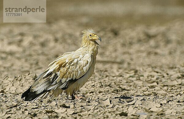 Schmutzgeier (Neophron percnopterus)  Geier  Greifvögel  Tiere  Vögel  Egyptian Vulture Adult standing on parched soil  Oman  Asien