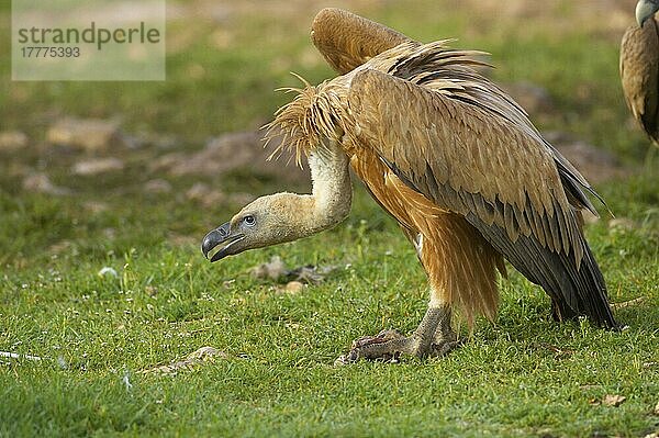 Gänsegeier (Gyps fulvus)  Geier  Greifvögel  Tiere  Vögel  Eurasian Griffon Vulture adult  feeding  Segovia  Castile and Leon  Spain
