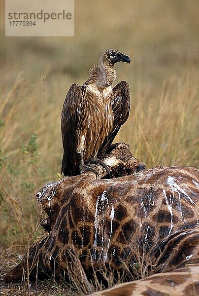 Weißrückengeier (Gyps africanus)  Geier  Greifvögel  Tiere  Vögel  White-backed Vulture On Giraffe carcass