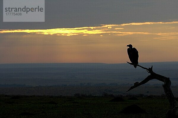 Lappengestreifter Geier (Torgos tracheliotus)  erwachsen  Silhouette auf Zweig  mit Blick auf Savannenlebensraum in der Abenddämmerung  Masai Mara  Kenia  Afrika