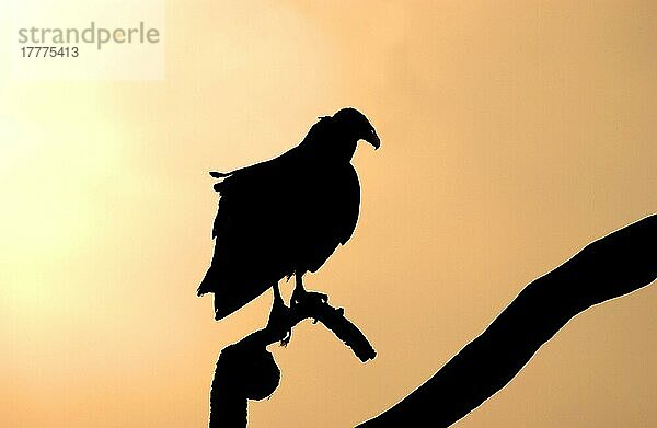 Silhouette des Mönchsgeiers (Coragyps atratus)  auf einem Ast sitzend  Florida (U.) S. A