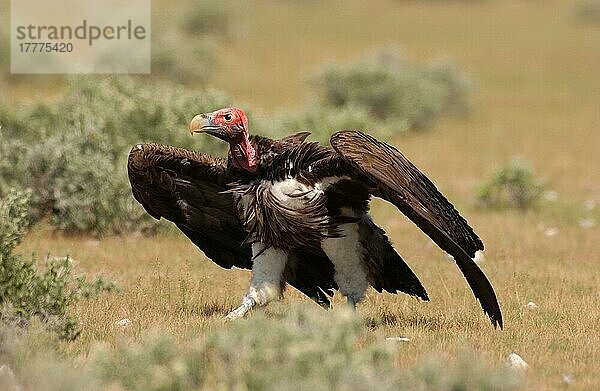 Lappengeier (Torgos tracheliotus)  erwachsener Wandergeier  Etosha  Namibia  Afrika