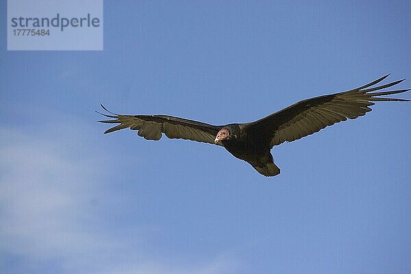 Truthahngeier (Cathartes aura)  Geier  Greifvögel  Tiere  Vögel  Turkey Vulture