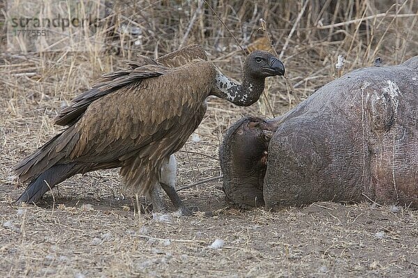 Weißrückengeier  Geier  Greifvögel  Tiere  Vögel  White backed Vulture with Hippo carcass