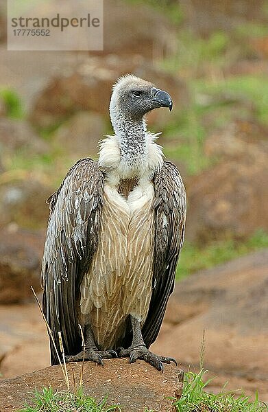 Weißrückengeier (Gyps africanus)  Geier  Greifvögel  Tiere  Vögel  White-backed Vulture adult  Masaii Mara  Kenya