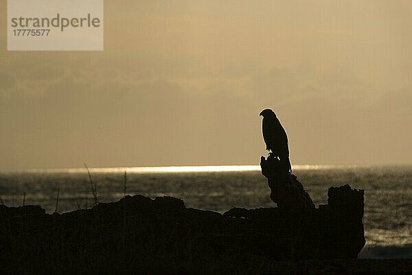 Galapagosbussard  Galapagosbussarde  Bussard  Bussarde  Greifvögel  Tiere  Vögel  Galapagos Hawk