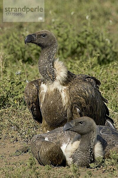 Weißrückengeier (Gyps africanus)  Geier  Greifvögel  Tiere  Vögel  White-backed Vulture's  pair  resting  Serengeti