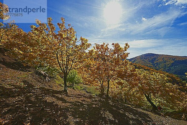 Kastanienwald (Castanea sativa)  Valle del Genal  Herbst  Genal-Tal  Flusstal des Genal  Serrania de Ronda  Provinz Malaga  Andalusien  Spanien  Europa