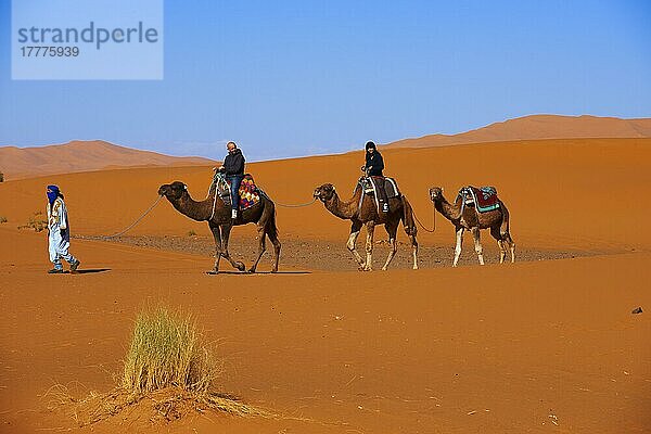 Merzouga  Erg Chebbi  Kameltrekking  Merzouga Sanddünen  Sahara-Wüste  Maghreb  Nordafrika  Marokko  Afrika