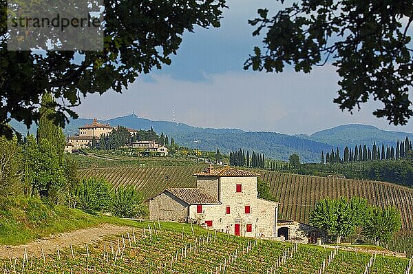 Weinberge  bei Radda in Chianti  Chianti  Landschaft der Toskana  Provinz Siena  Toskana  Italien  Europa