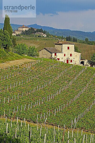 Weinberge  bei Radda in Chianti  Chianti  Landschaft der Toskana  Provinz Siena  Toskana  Italien  Europa