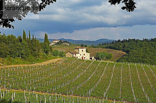 Weinberge  bei Radda in Chianti  Chianti  Landschaft der Toskana  Provinz Siena  Toskana  Italien  Europa