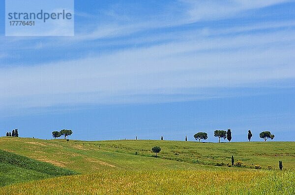 Val d'Orcia  Orcia-Tal  Felder und Zypressen  Toskana-Landschaft  UNESCO-Weltkulturerbe  Pienza  Provinz Siena  Toskana  Italien  Europa