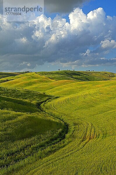 Val d'Orcia  Orcia-Tal  Felder  Toskana-Landschaft  UNESCO-Weltkulturerbe  Pienza  Provinz Siena  Toskana  Italien  Europa