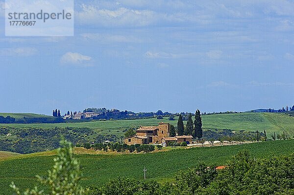 Val d'Orcia  Orcia-Tal  Bauernhof mit Zypressen  Felder und Bauernhäuser  Toskana-Landschaft  UNESCO-Weltkulturerbe  Pienza  Provinz Siena  Toskana  Italien  Europa