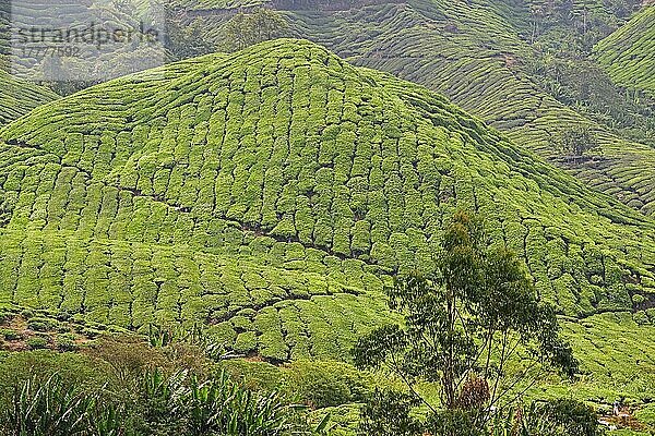 Teeplantage  Cameron Highlands  Malaysia  Asien