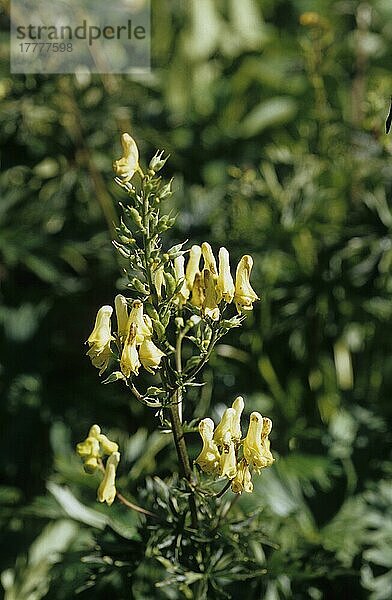 Gelber Eisenhut (Aconitum lycoctonum neapolitanum)