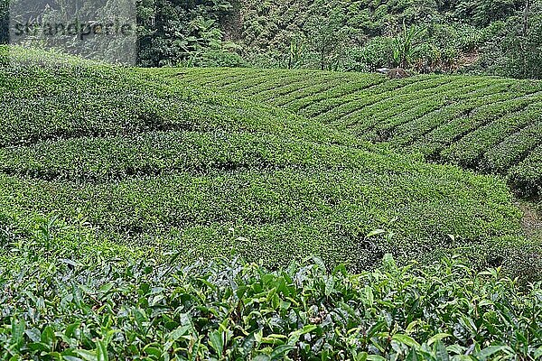 Teeplantage  Cameron Highlands  Malaysia  Asien