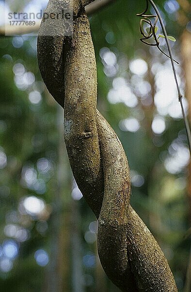 Ayahuasca (Banisteriopsis caapi)
