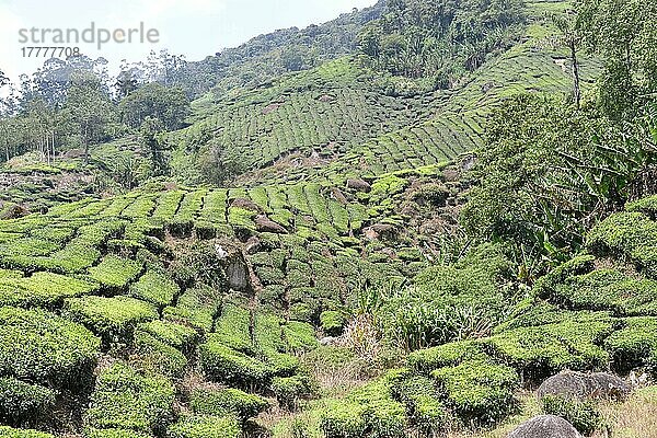 Teeplantage  Cameron Highlands  Malaysia  Asien