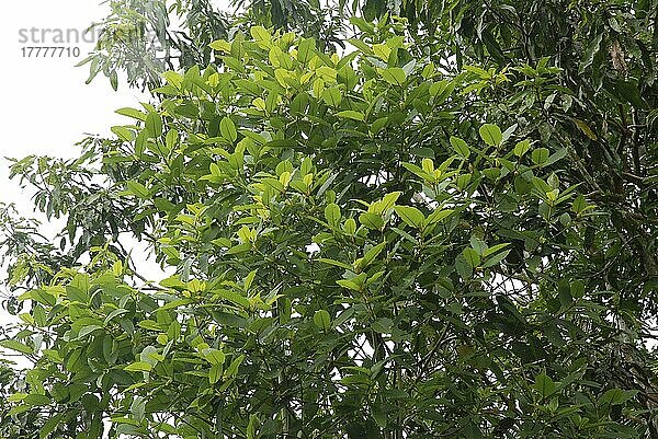 Kratom-Baum (Mitragyna speciosa)