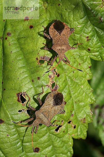 Rauten-Laubwanze (Syromastus rhombeus)