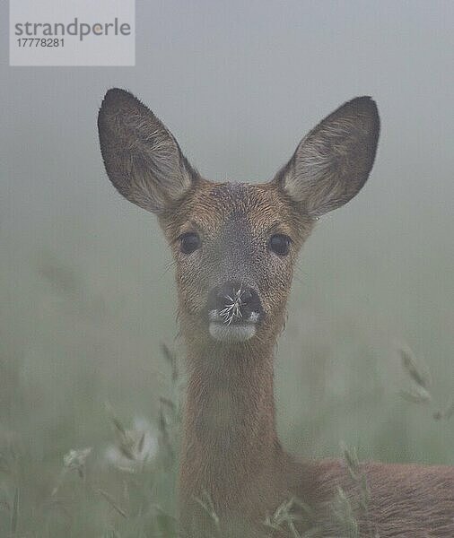 Reh  Ricke im Morgennebel