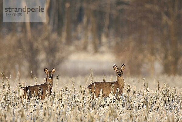 Rehe im Winter