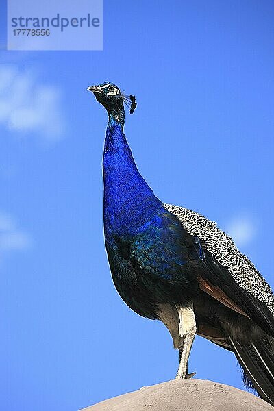 Indischer Pfau (Pavo cristatus)  erwachsenes Männchen  Oudtshoorn  Westkap  Südafrika