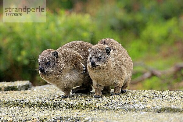 Klippschliefer (Procavia capensis)  zwei Jungtiere  Betty's Bay  Westkap  Südafrika